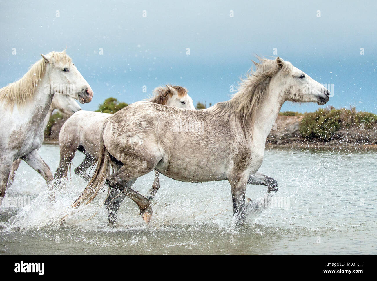 White Camargue cavalli al galoppo attraverso l'acqua. Parc Regional de Camargue - Provenza, Francia Foto Stock