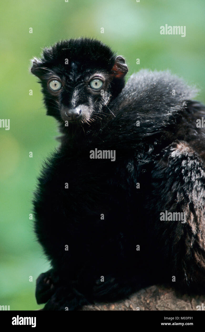 Blue-eyed lemure nero, maschio / (il Eulemur flavifrons, il Eulemur macaco flavifrons) | Blauaugenmaki, maennlich Foto Stock