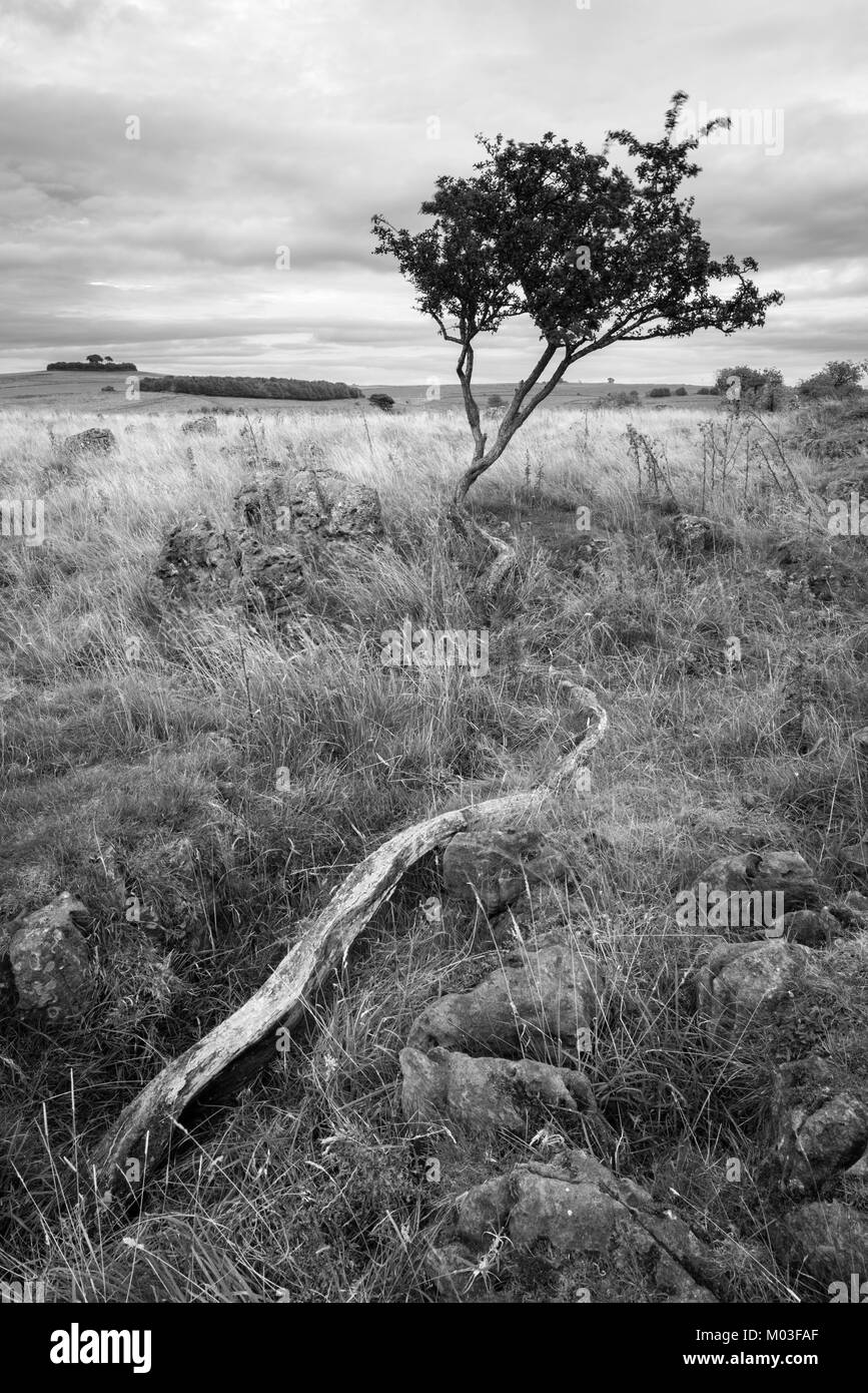 Bianco e Nero orizzontale di tronco di albero a Royston rocce - Peak District Foto Stock