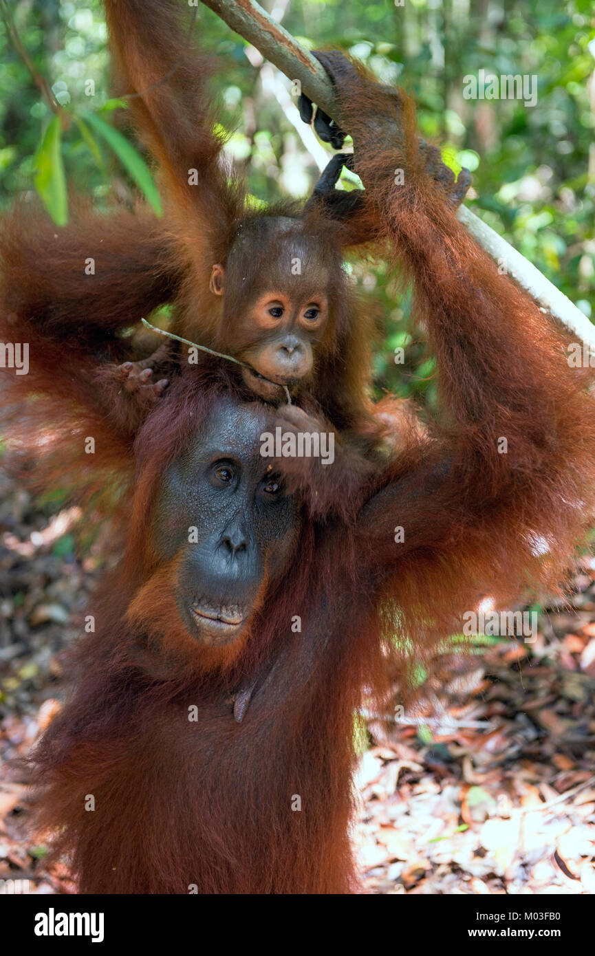 Baby orangutan e madre in un habitat naturale. Bornean orangutan (Pongo pygmaeus wurmbii) nella natura selvaggia. La foresta pluviale tropicale dell'isola di Borneo. Foto Stock