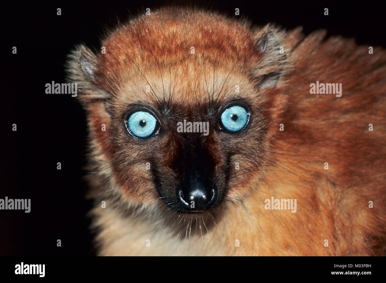 Blue-eyed lemure nero, femmina / (il Eulemur flavifrons, il Eulemur macaco flavifrons) | Blauaugenmaki, weiblich Foto Stock