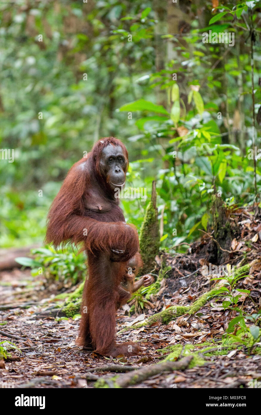 Baby orangutan e madre in un habitat naturale. Bornean orangutan (Pongo pygmaeus wurmbii) nella natura selvaggia. La foresta pluviale tropicale dell'isola di Borneo. Foto Stock