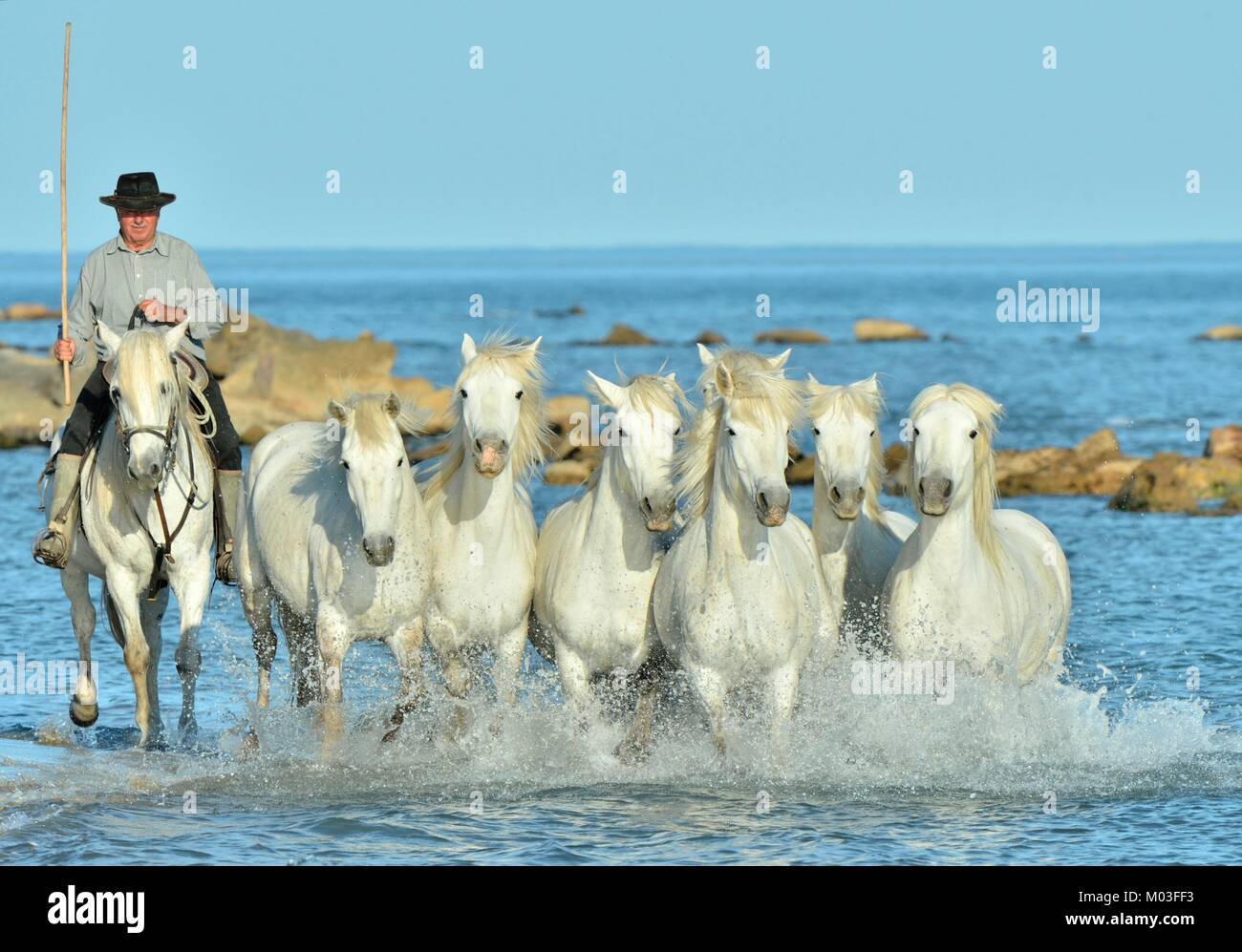 Cavalieri e cavalli bianchi della Camargue in esecuzione sull'acqua. Riserva naturale regionale Parc de Camargue. Foto Stock