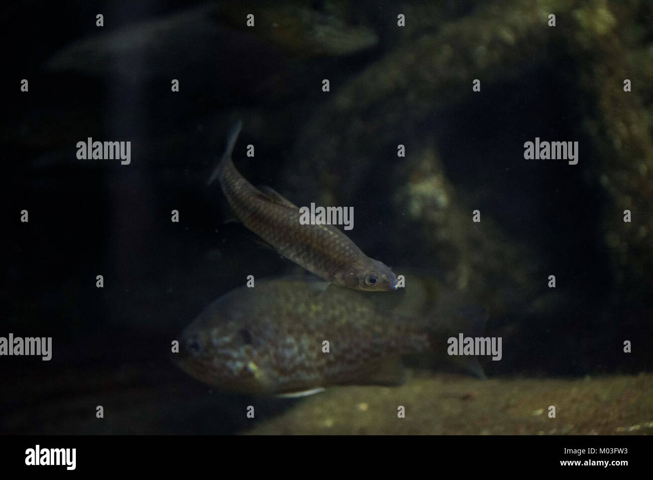 Bocca superiore spinotto Foto Stock