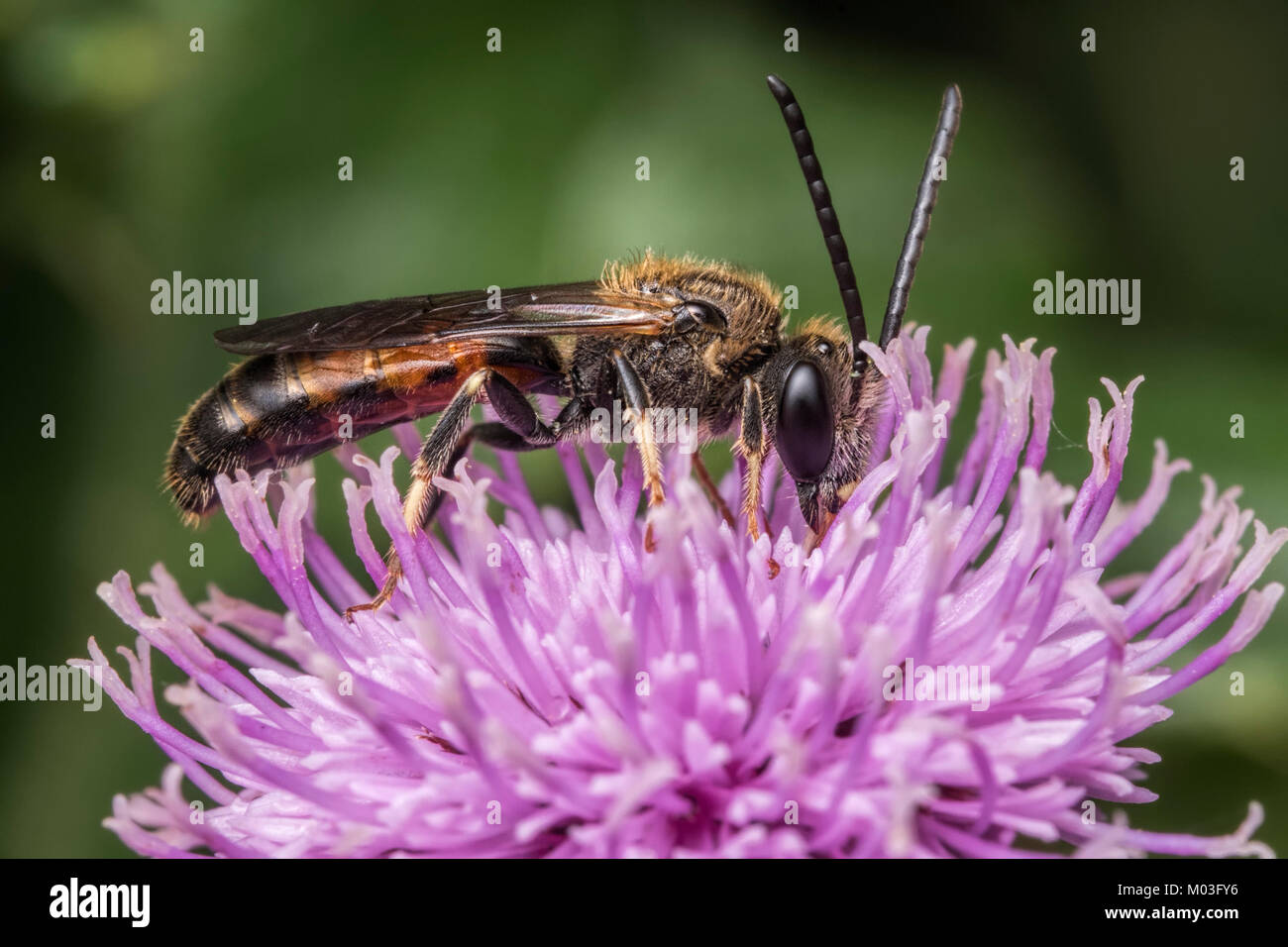 Comune (Furrow-Bee Lassioglossum calceatum) in appoggio su di un fiore di fiordaliso. Cahir, Tipperary, Irlanda. Foto Stock