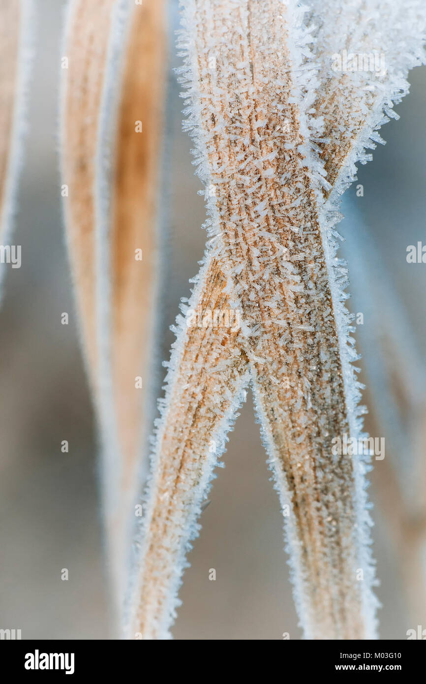 Coperto di brina lame di erba in un prato su un inverni di mattina. Cahir, Tipperary, Irlanda. Foto Stock