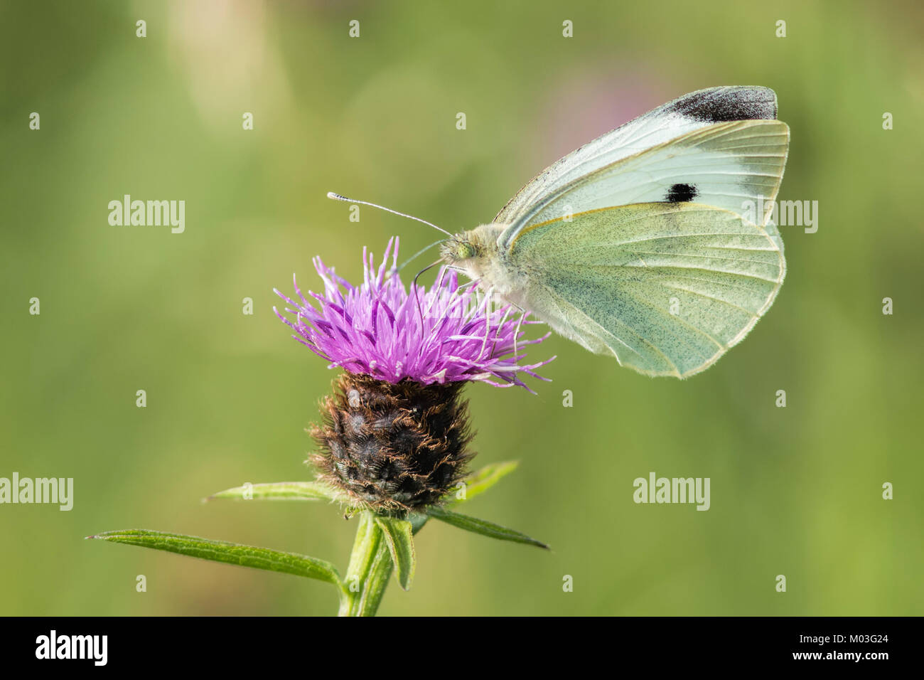 Large White Butterfly (Sarcococca brassicae) arroccato sulla cima di un Fiordaliso (Centaurea nigra) fiore. Cabragh zone umide, Thurles, Tipperary, Irlanda. Foto Stock
