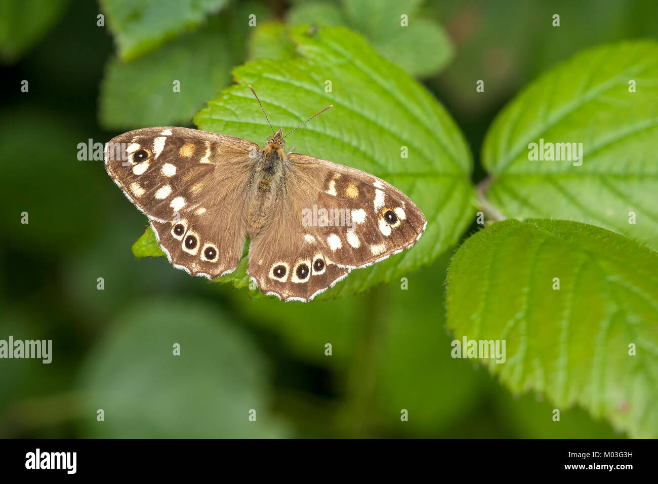 Chiazzato di legno (farfalla Pararge aegeria) con ante aperte in appoggio su un Rovo foglie. Cahir, Tipperary, Irlanda. Foto Stock