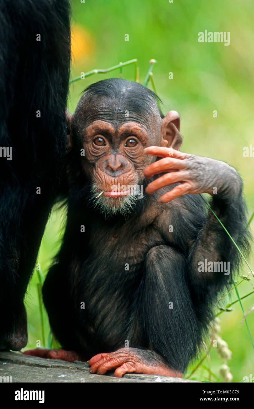 I giovani di uno scimpanzé / (Pan troglodytes) | Schimpanse, Jungtier / (Pan troglodytes) Foto Stock