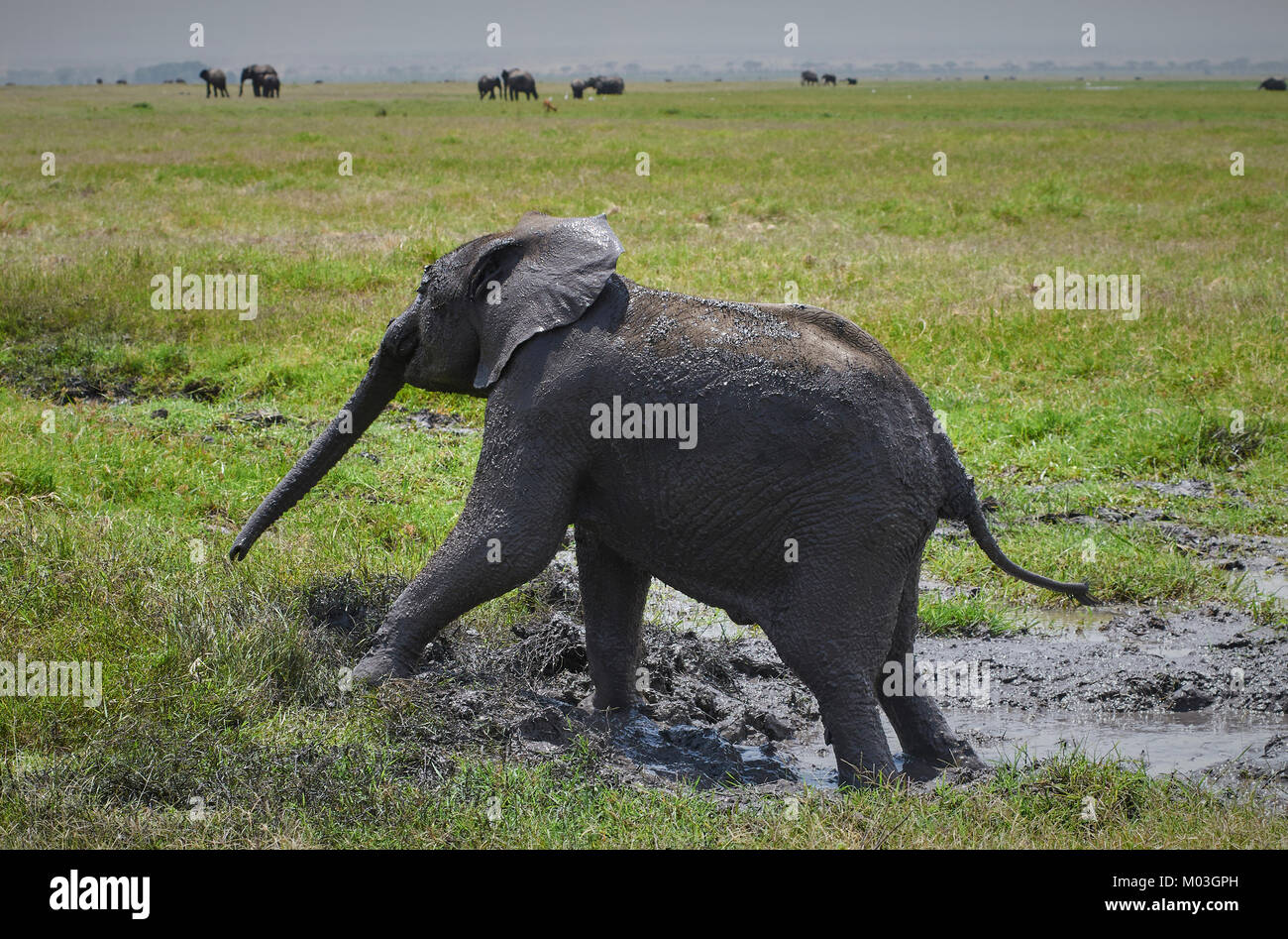 I giovani dell' elefante africano salendo al di fuori del bagno di fango. Ambosel. Kenya. Foto Stock