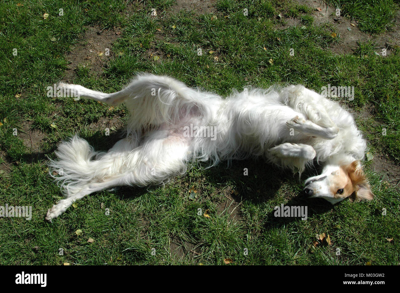 Cane bianco dazes con tutte le gambe su un prato Foto Stock