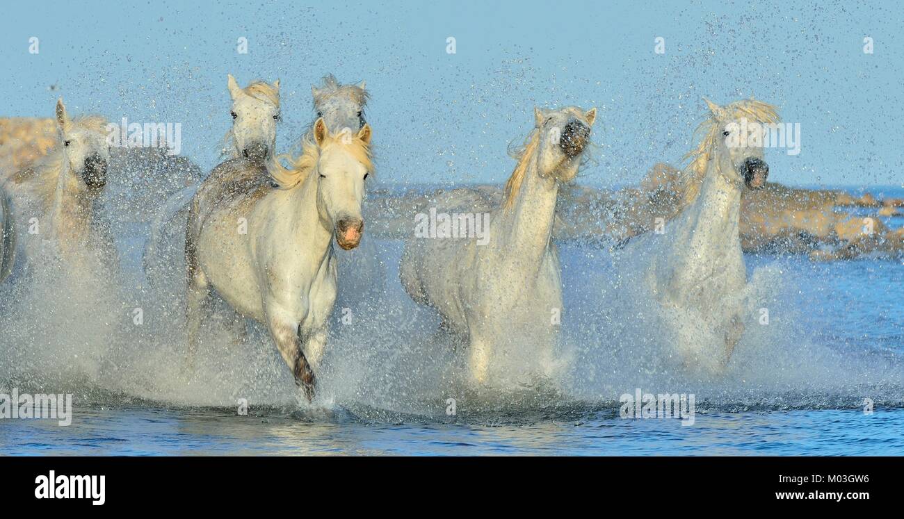 Allevamento di bianco Cavalli Camargue in esecuzione su acqua . Parc Regional de Camargue - Provenza, Francia Foto Stock