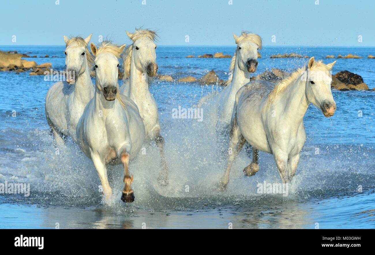 Allevamento di bianco Cavalli Camargue in esecuzione su acqua . Parc Regional de Camargue - Provenza, Francia Foto Stock