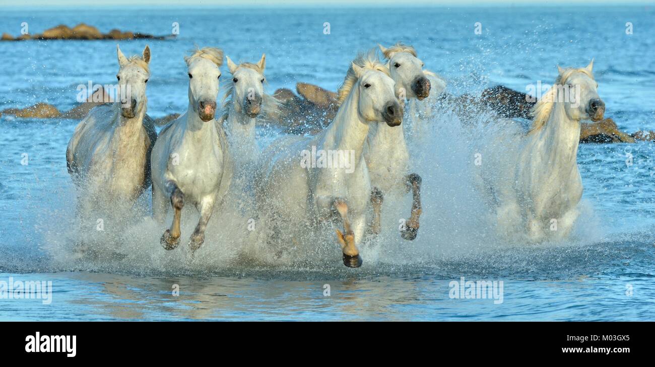 Allevamento di bianco Cavalli Camargue in esecuzione su acqua . Parc Regional de Camargue - Provenza, Francia Foto Stock