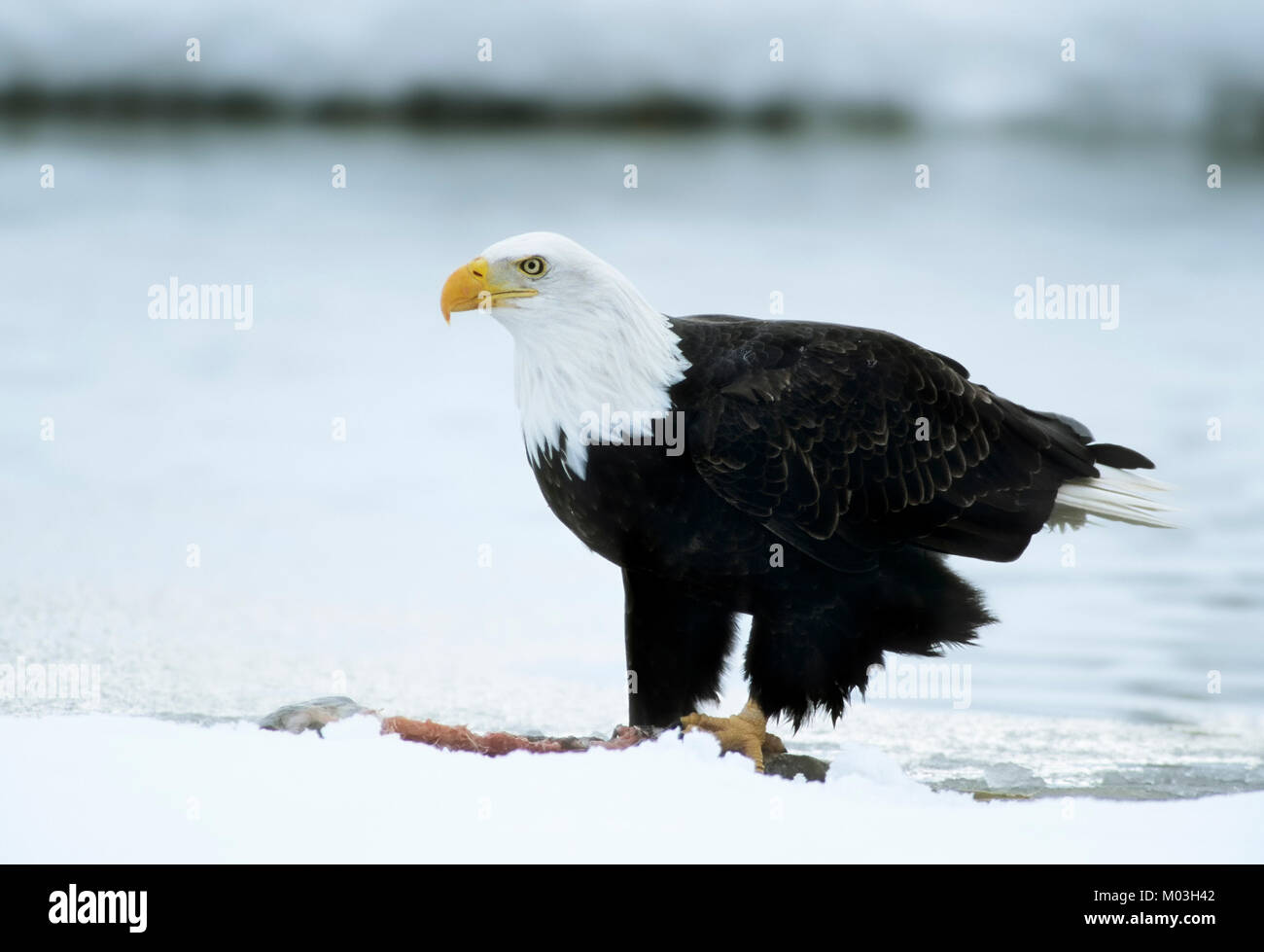 Aquila calva con Salmone in inverno, Alaska Chilkat aquila calva preservare, Chilkat River, Alaska, Stati Uniti d'America / (Haliaeetus leucocephalus) Foto Stock Aquila calva con Salmone in inverno, Alaska Chilkat aquila calva preservare, Chilkat River, Alaska, Stati Uniti d'America / (Haliaeetus leucocephalus) Foto Stock