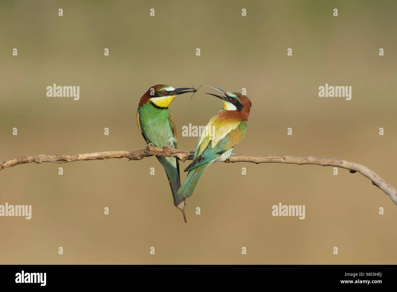 Unione Gruccione (Merops apiaster) maschi adulti di insetti offerta in preda a femmina, appollaiato sul ramo, Vojvodina, Serbia, Giugno Foto Stock