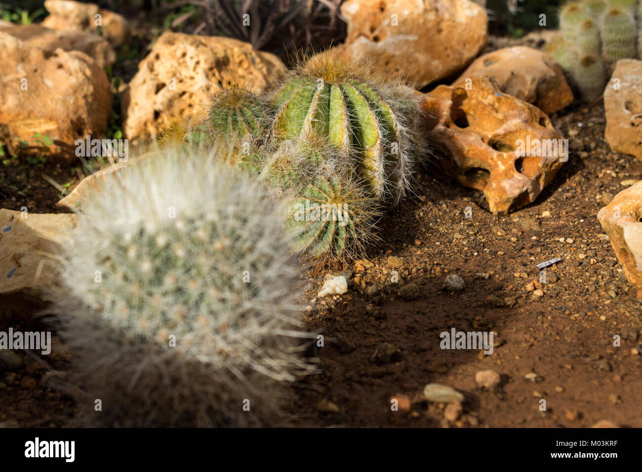 Cactus piantato nel terreno, close up shot Foto Stock