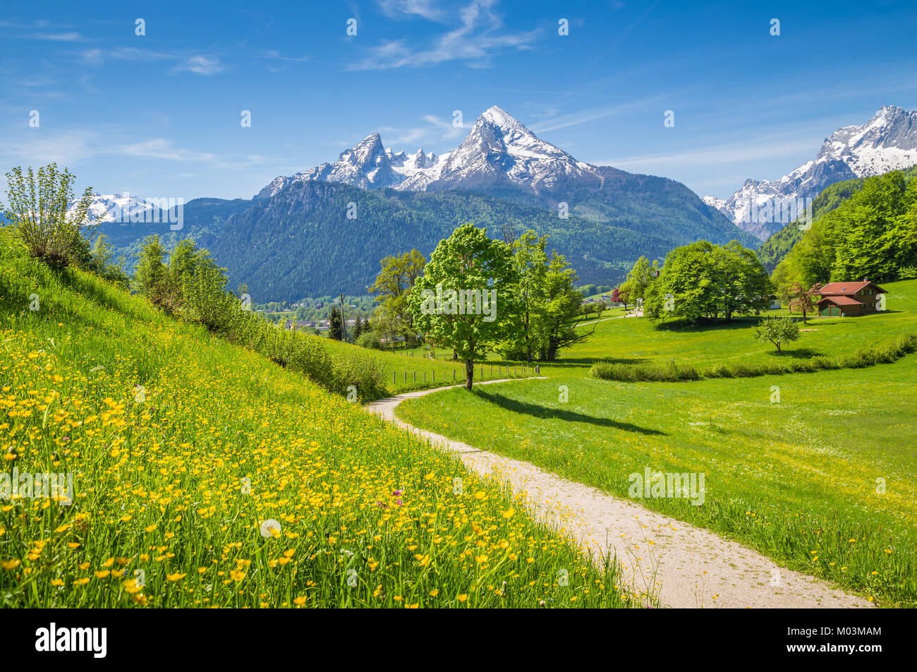 Idilliaco paesaggio estivo nelle Alpi con fresco verde pascoli di montagna e innevate vette di montagna in background, Nationalpark Berchtesgadener Foto Stock