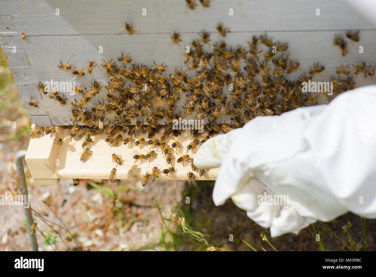 Puntamento a mano per le api su un alveare Foto Stock