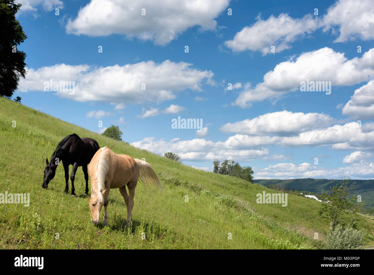 I cavalli di erba di pascolo su un pendio ripido pascolo nel periodo estivo soleggiato paesaggio, un palomino e un nero, copia dello spazio. Foto Stock