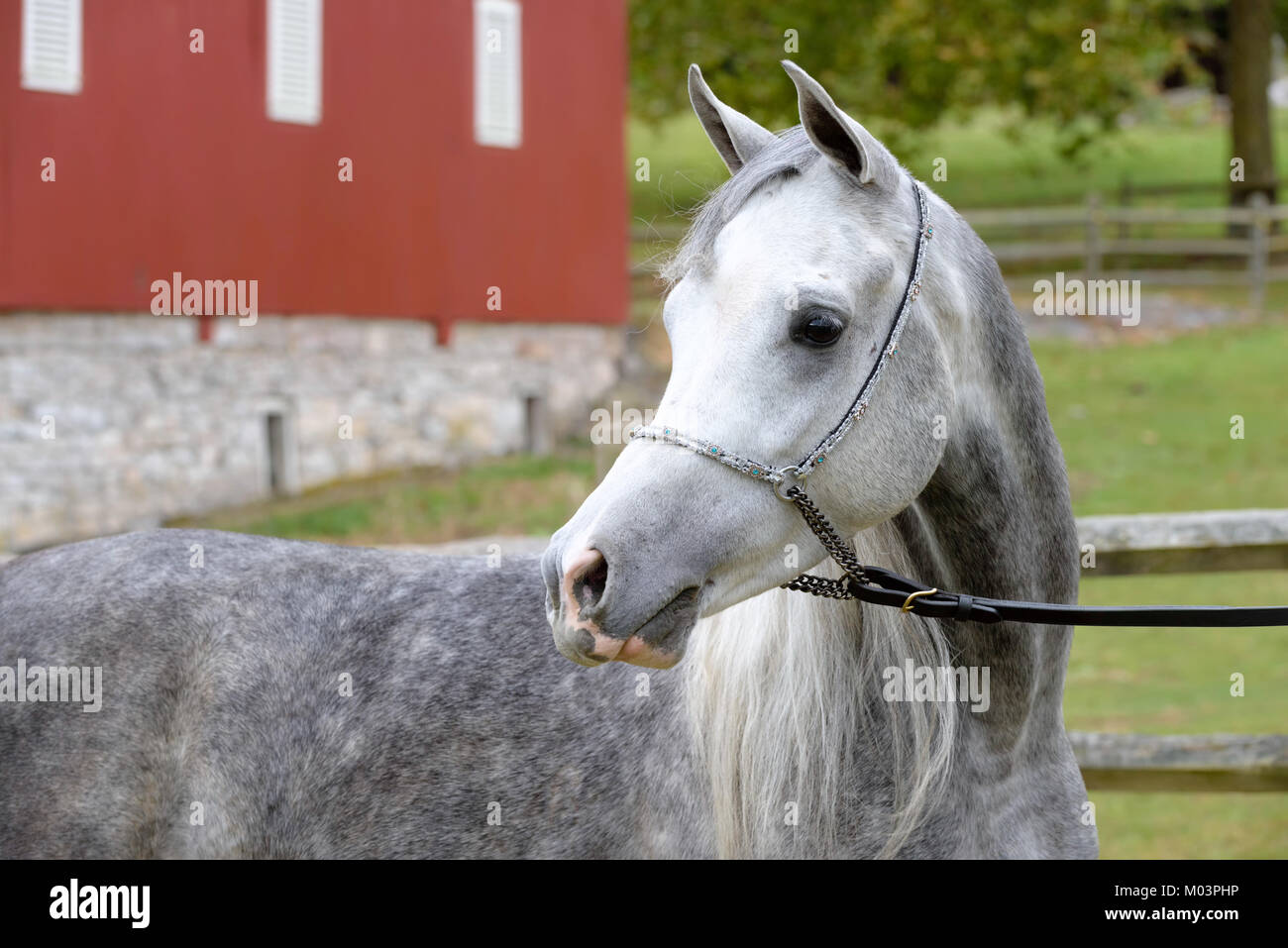 Arabian Horse in stretta fino, il ritratto di colline punteggiano grigio all'aperto che guarda lontano in una fattoria impostazione. Foto Stock