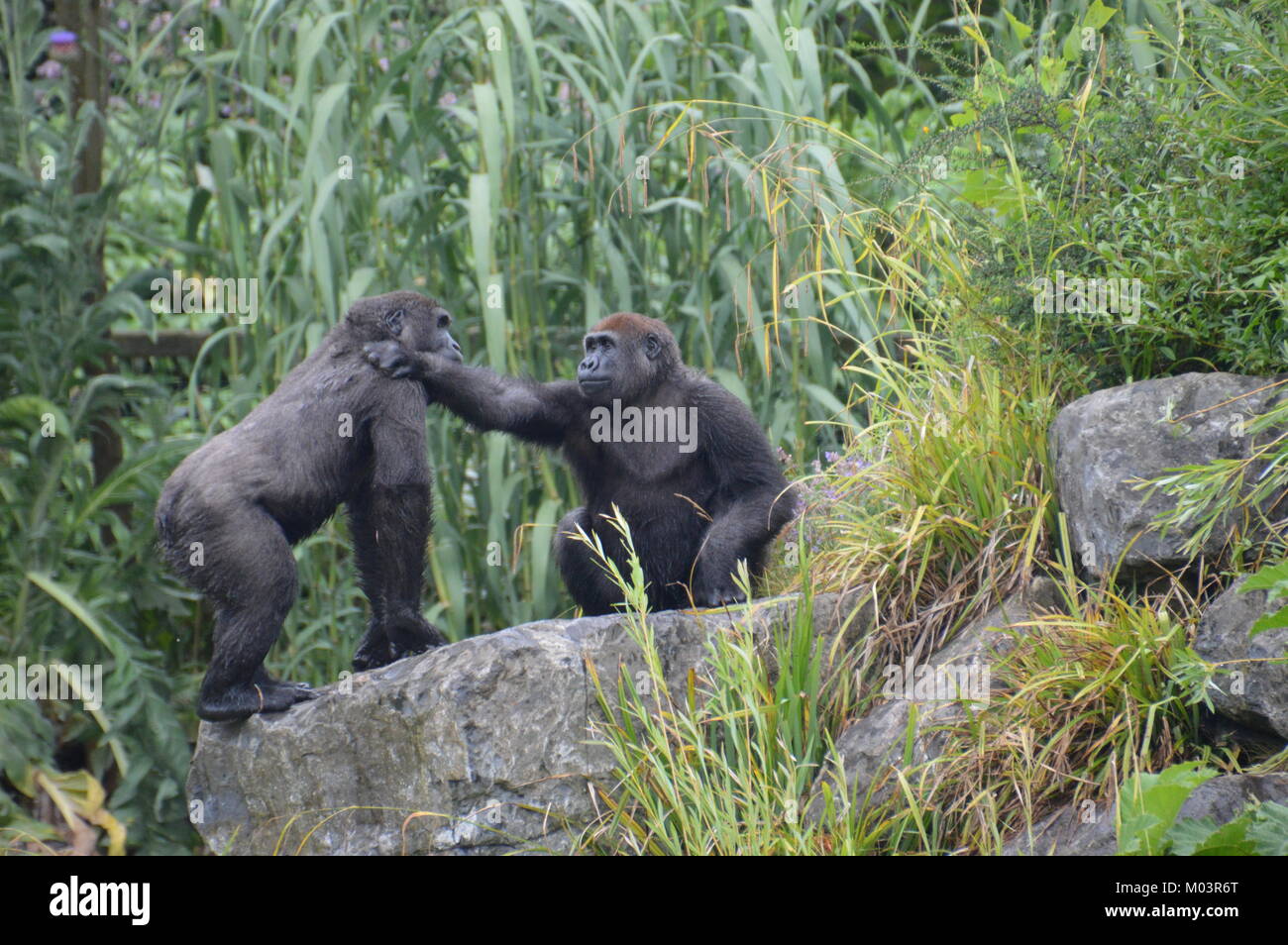 Gorilla Gorilla Gorilla Foto Stock