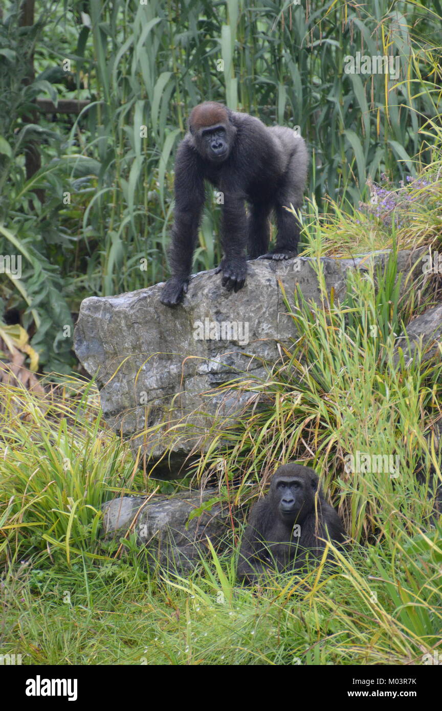 Gorilla Gorilla Gorilla Foto Stock