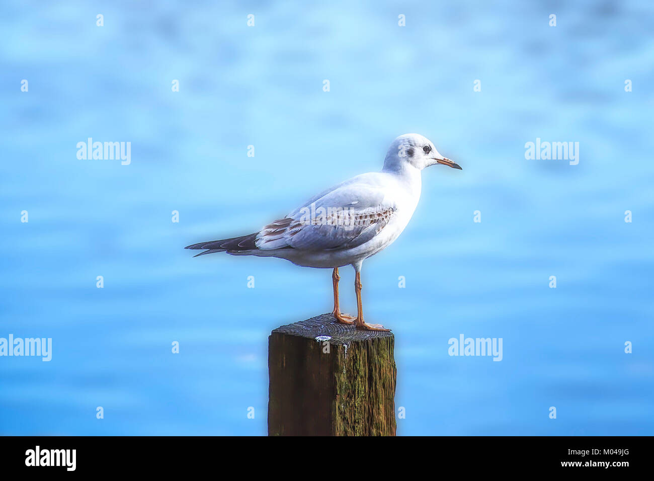 Seagull sul palo di legno con acqua blu sullo sfondo,Westport lago,Stoke on Trent, Staffordshire, Regno Unito. Foto Stock