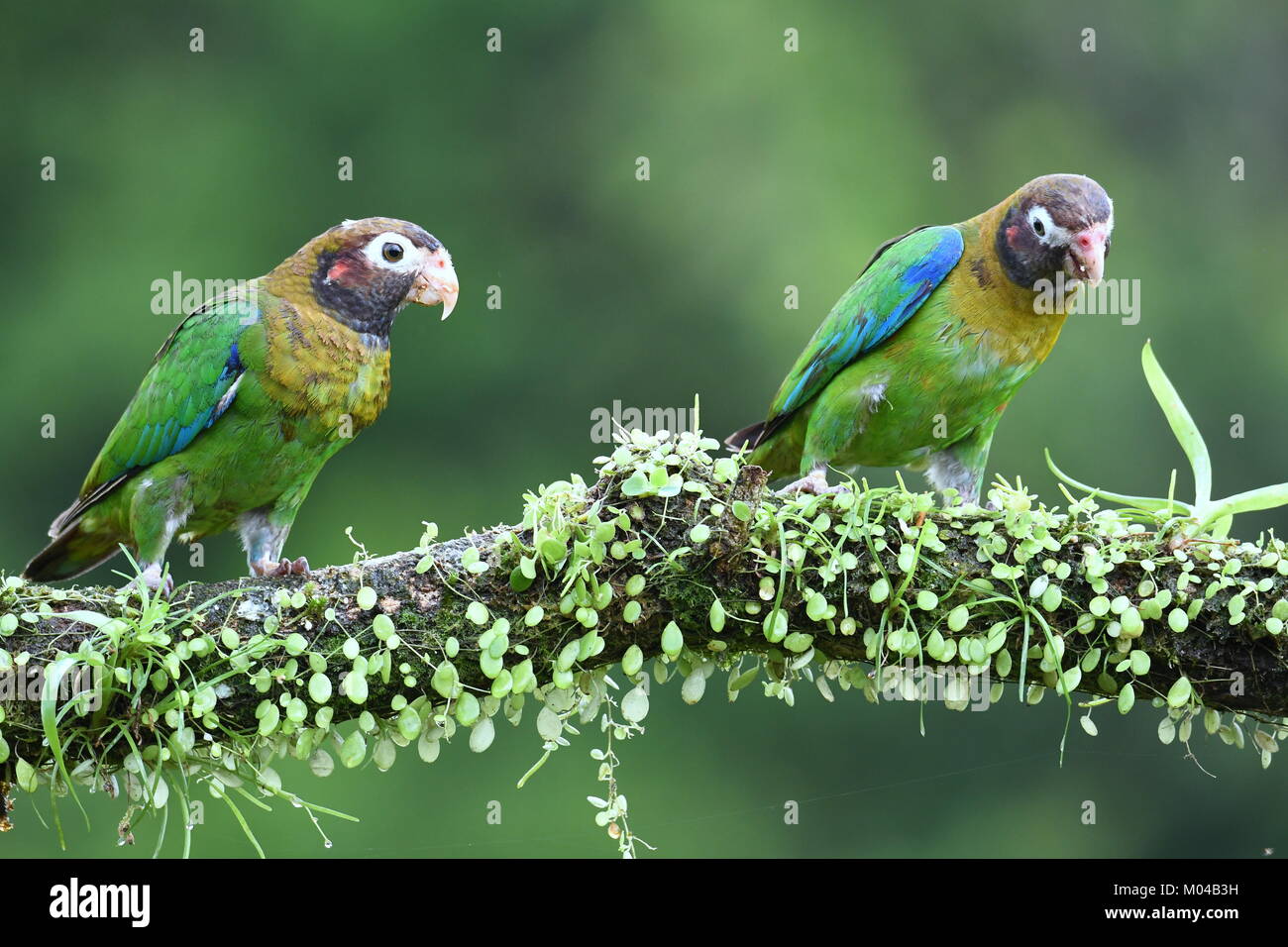 Coppia di colore marrone-incappucciati pappagalli (Pyrilia haematotis) in Costa Rica Foto Stock