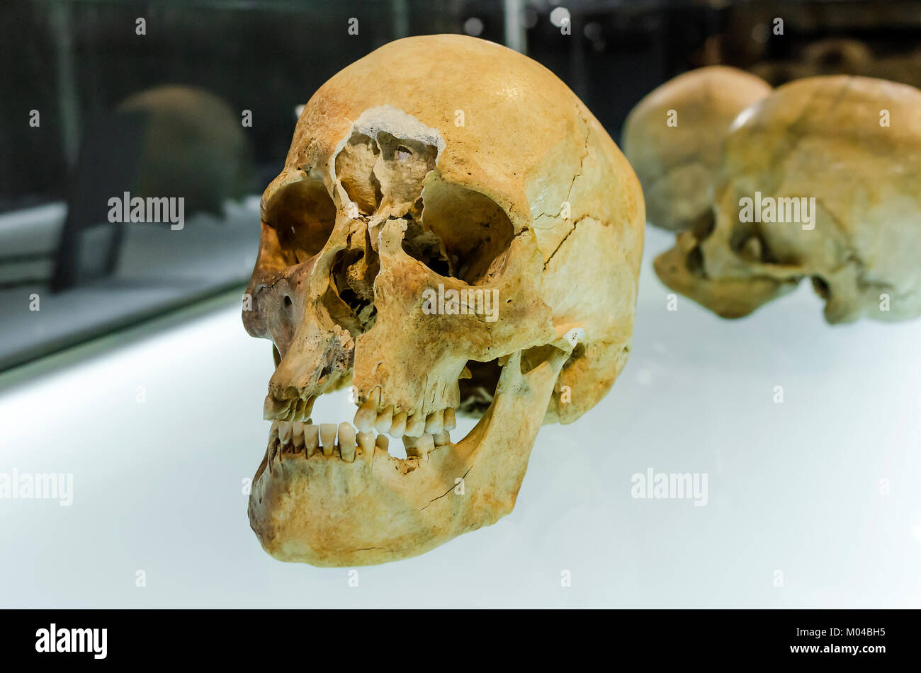 Cranio nel museo. Foto Stock