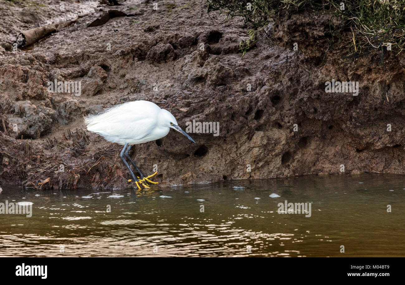 Garzetta, fiume Hamble, Southampton, Hampshire Foto Stock