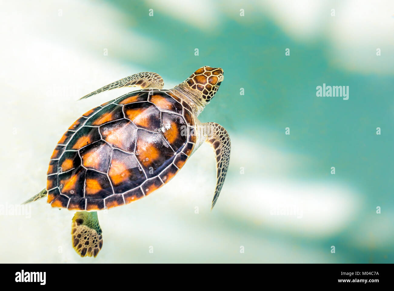 Chiusura del simpatico baby turtle in acqua turchese Foto Stock