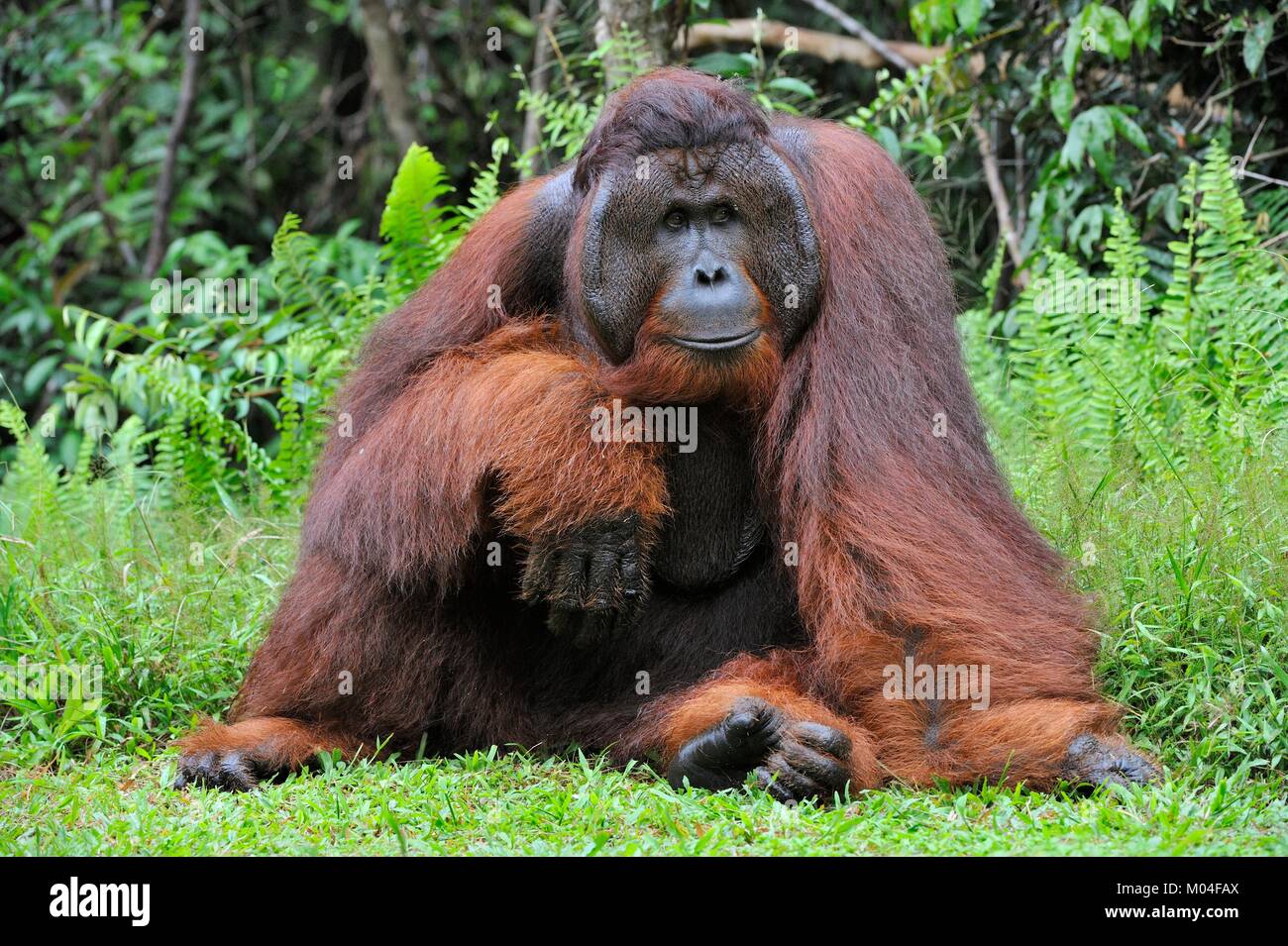 Il maschio adulto del Bornean orangutan (Pongo pygmaeus). Foto Stock