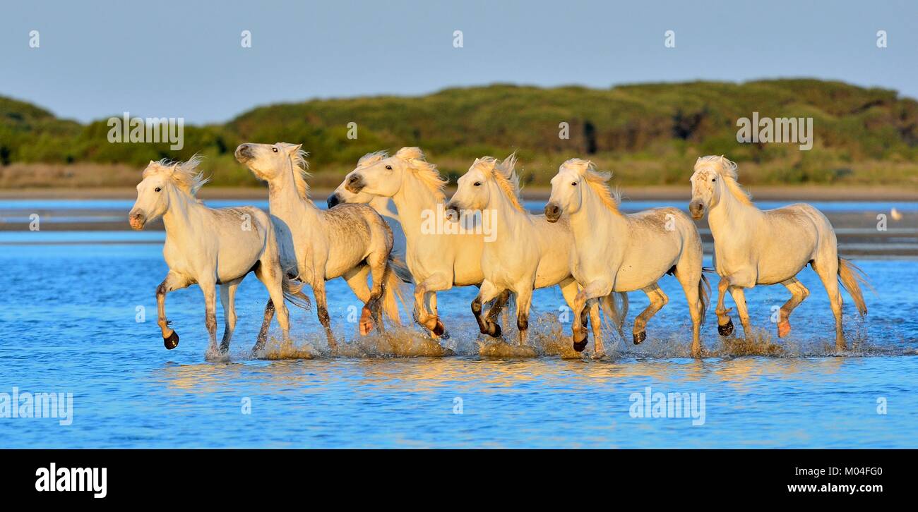 White Camargue cavalli al galoppo attraverso l'acqua. Parc Regional de Camargue - Provenza, Francia Foto Stock
