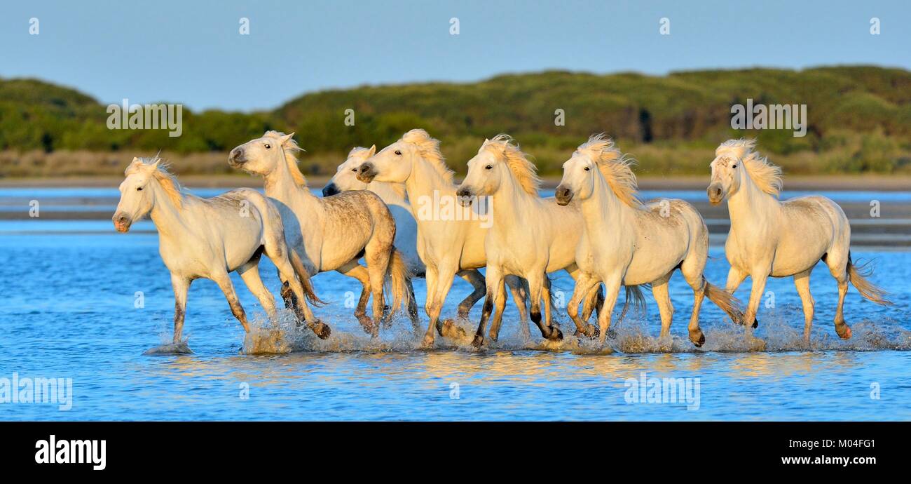 White Camargue cavalli al galoppo attraverso l'acqua. Parc Regional de Camargue - Provenza, Francia Foto Stock