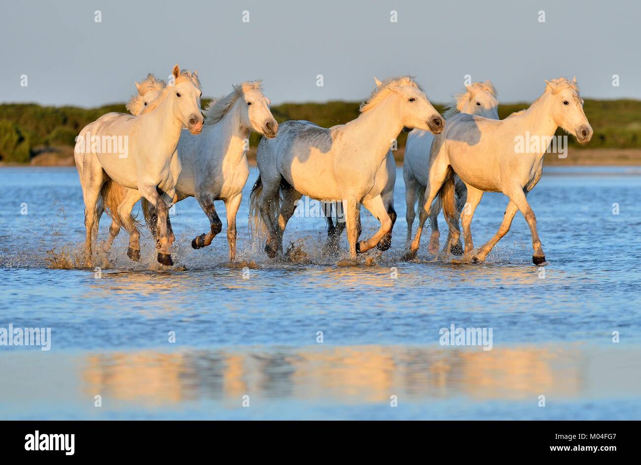 White Camargue cavalli al galoppo attraverso l'acqua. Parc Regional de Camargue - Provenza, Francia Foto Stock