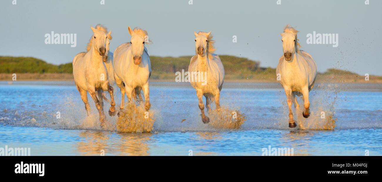 White Camargue cavalli al galoppo attraverso l'acqua. Parc Regional de Camargue - Provenza, Francia Foto Stock