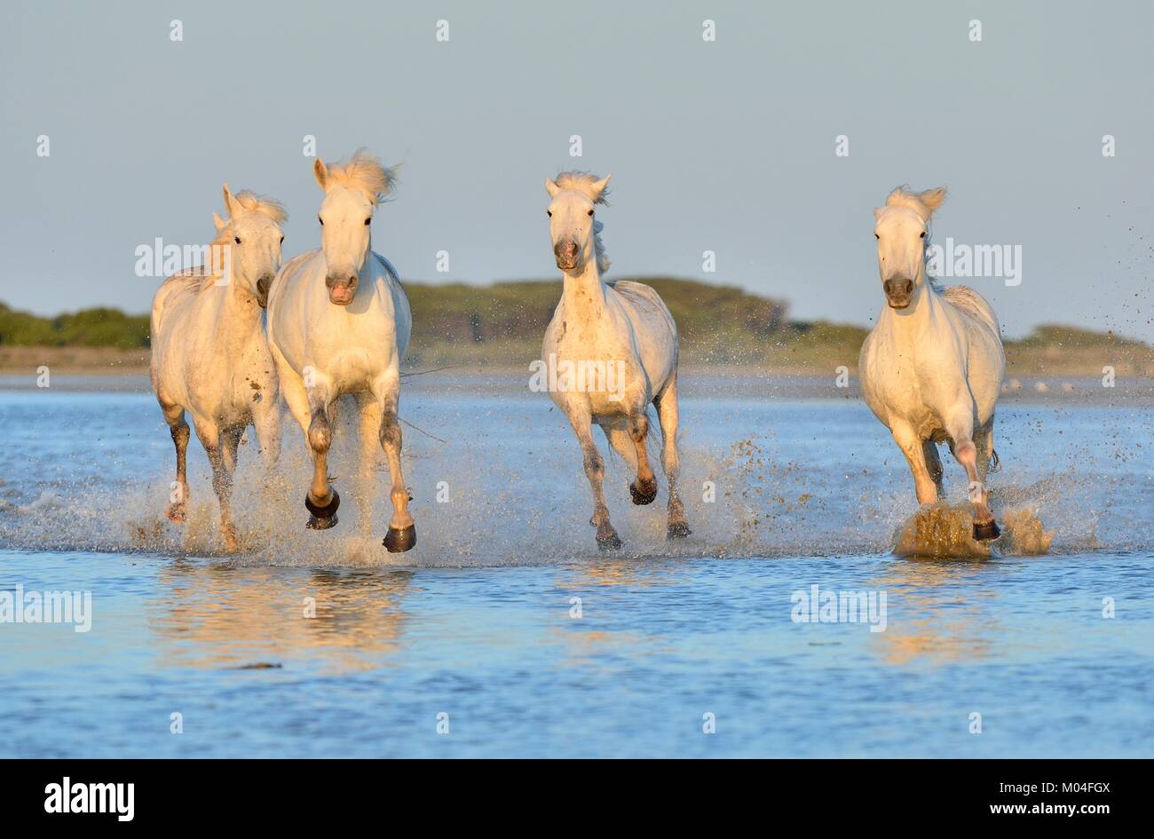 White Camargue cavalli al galoppo attraverso l'acqua. Parc Regional de Camargue - Provenza, Francia Foto Stock