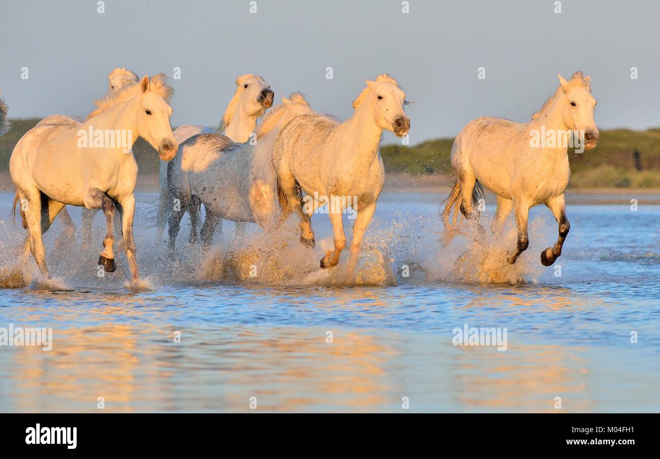 White Camargue cavalli al galoppo attraverso l'acqua. Parc Regional de Camargue - Provenza, Francia Foto Stock