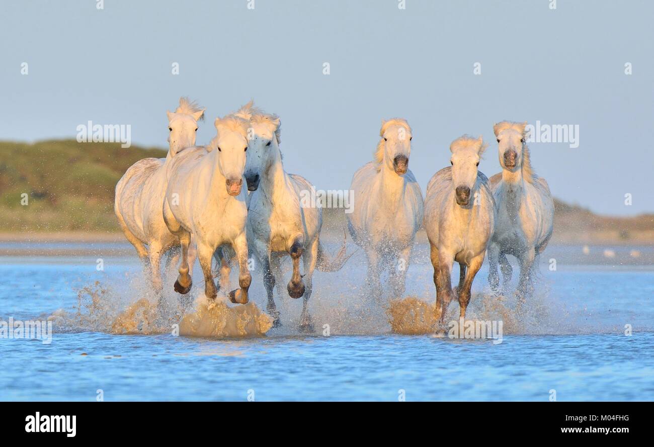White Camargue cavalli al galoppo attraverso l'acqua. Parc Regional de Camargue - Provenza, Francia Foto Stock