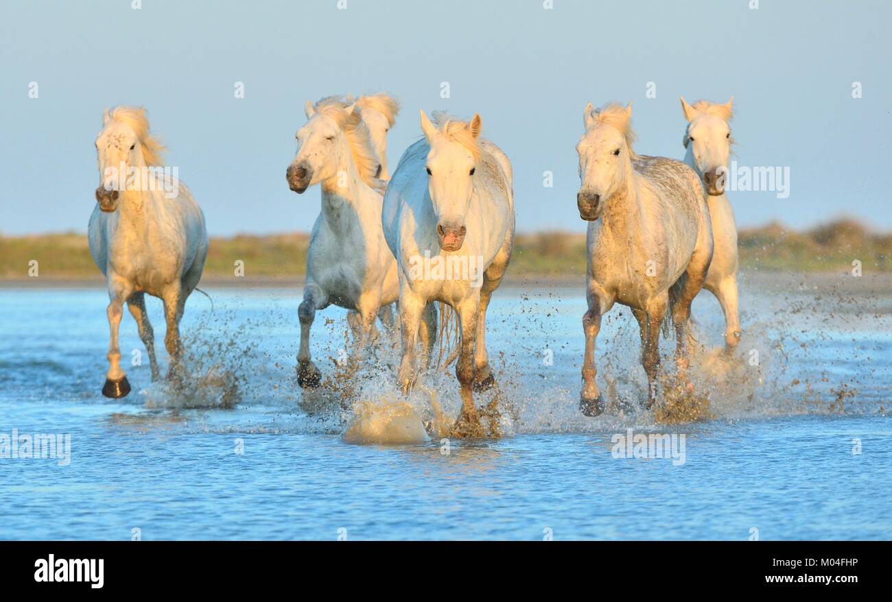 White Camargue cavalli al galoppo attraverso l'acqua. Parc Regional de Camargue - Provenza, Francia Foto Stock