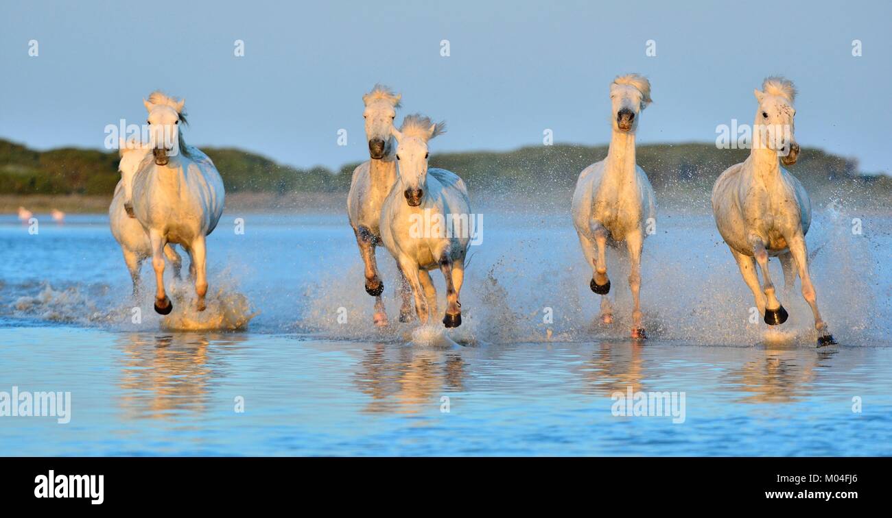 White Camargue cavalli al galoppo attraverso l'acqua. Parc Regional de Camargue - Provenza, Francia Foto Stock