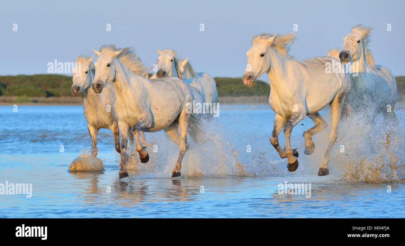 White Camargue cavalli al galoppo attraverso l'acqua. Parc Regional de Camargue - Provenza, Francia Foto Stock
