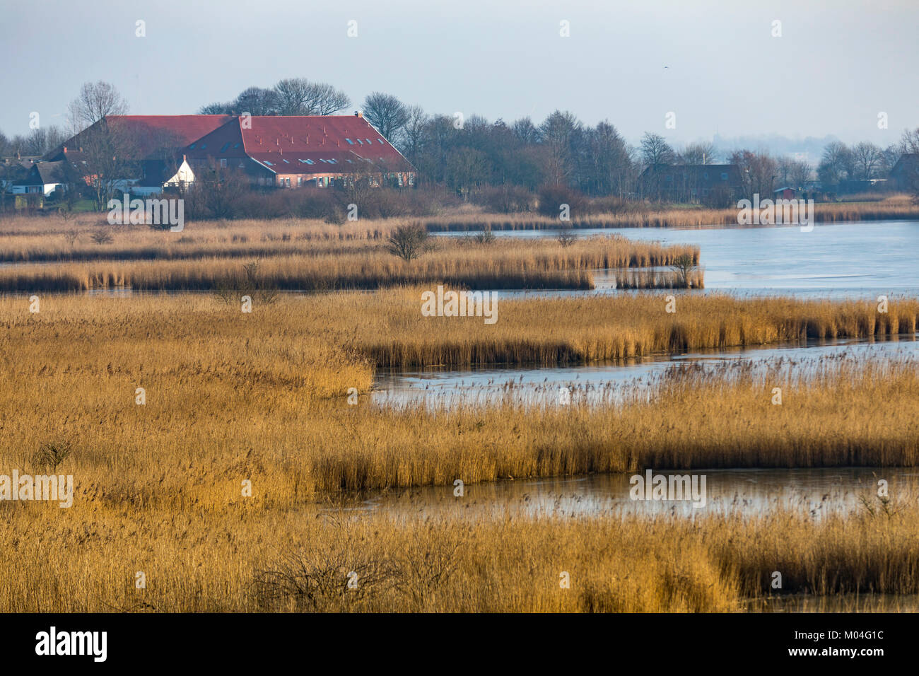 Le saline, marsh paesaggio sul mare del Nord dyke vicino Greetsiel, Ostfriesland, Bassa Sassonia, Germania Foto Stock