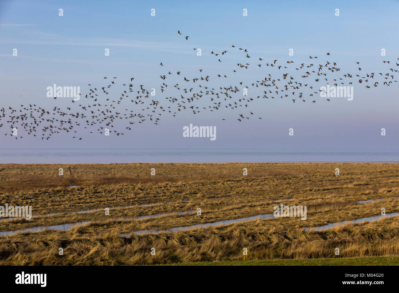 Le saline, marsh paesaggio sul mare del Nord dyke vicino Greetsiel, Frisia orientale, Germania, Bassa Sassonia, Oche facciabianca, stormo di uccelli, Foto Stock