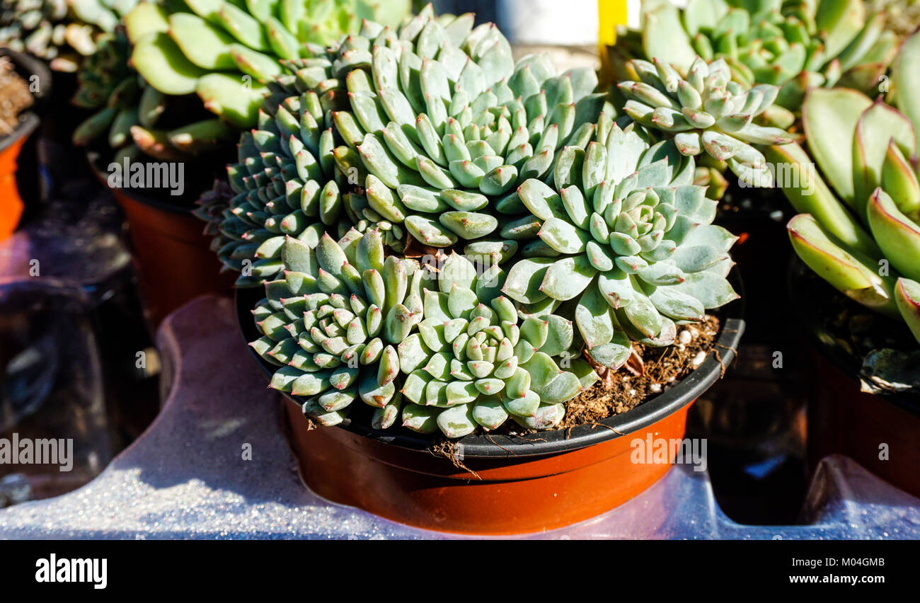 Sempervivum Copernicia cactus closeup. Foto Stock