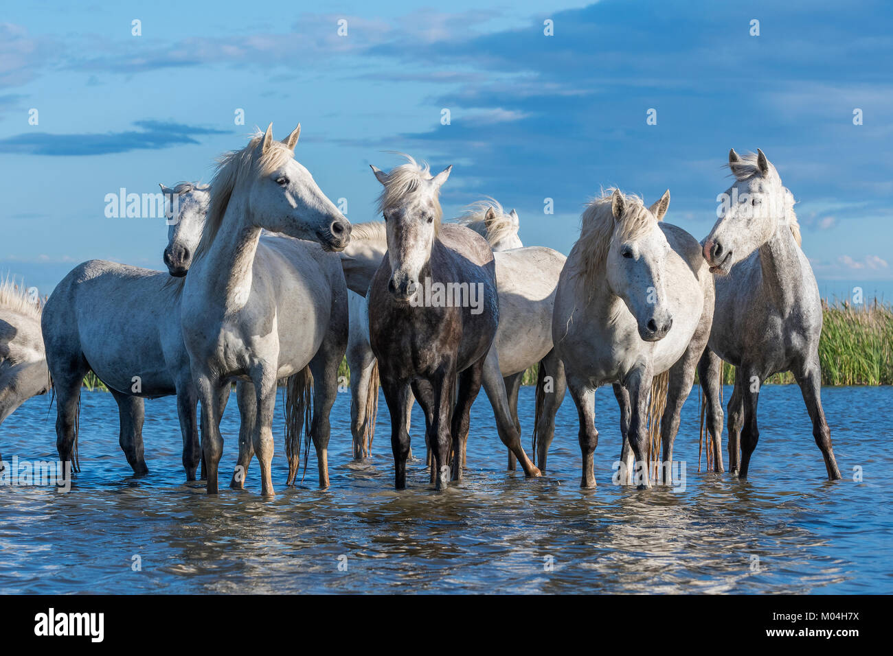 Cavalli Camargue vicino a Saintes Maries de la Mer, Francia. I primi di maggio, di Dominique Braud/Dembinsky Foto Assoc Foto Stock