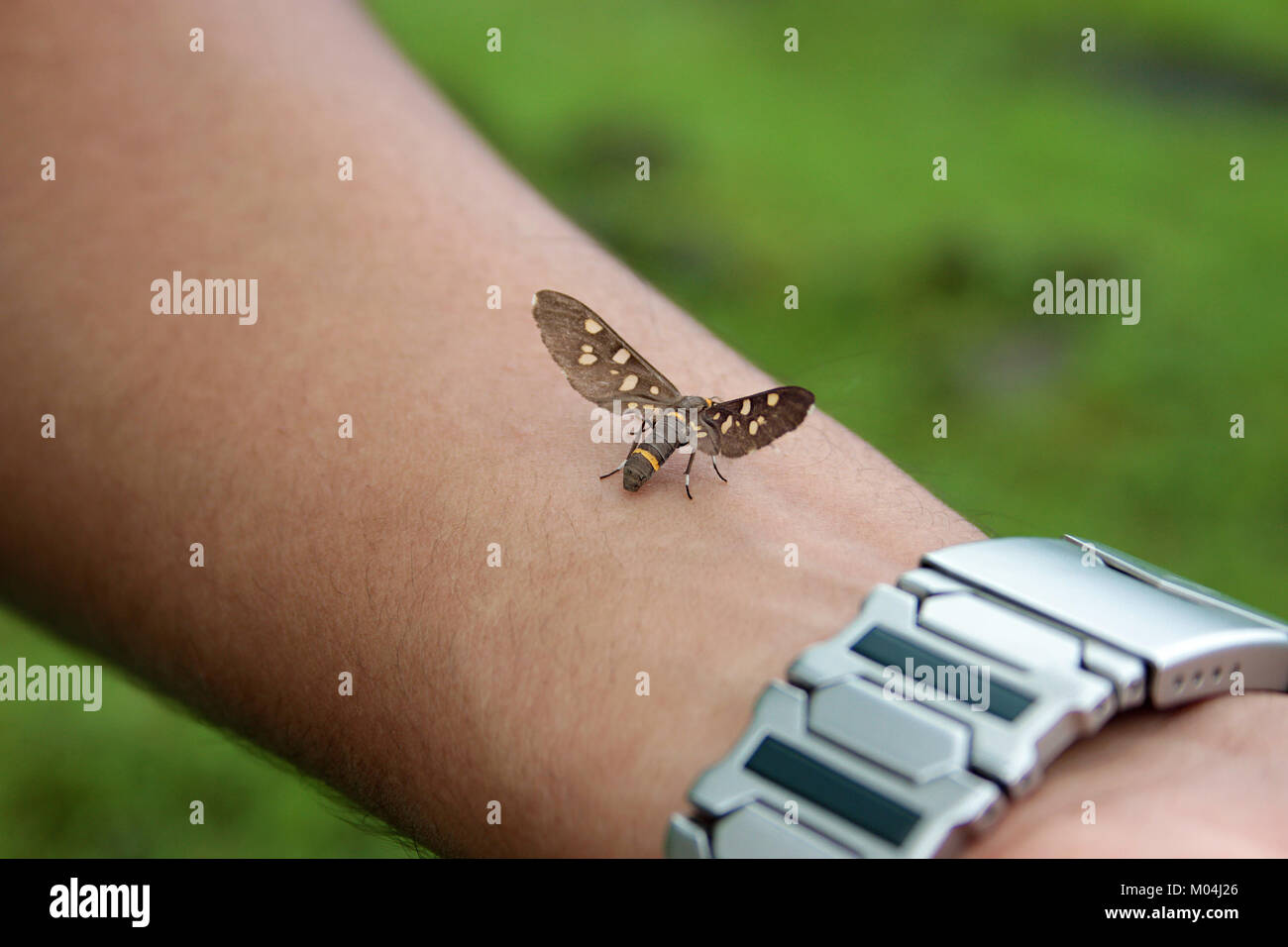 Tiny moth seduto sul braccio Foto Stock