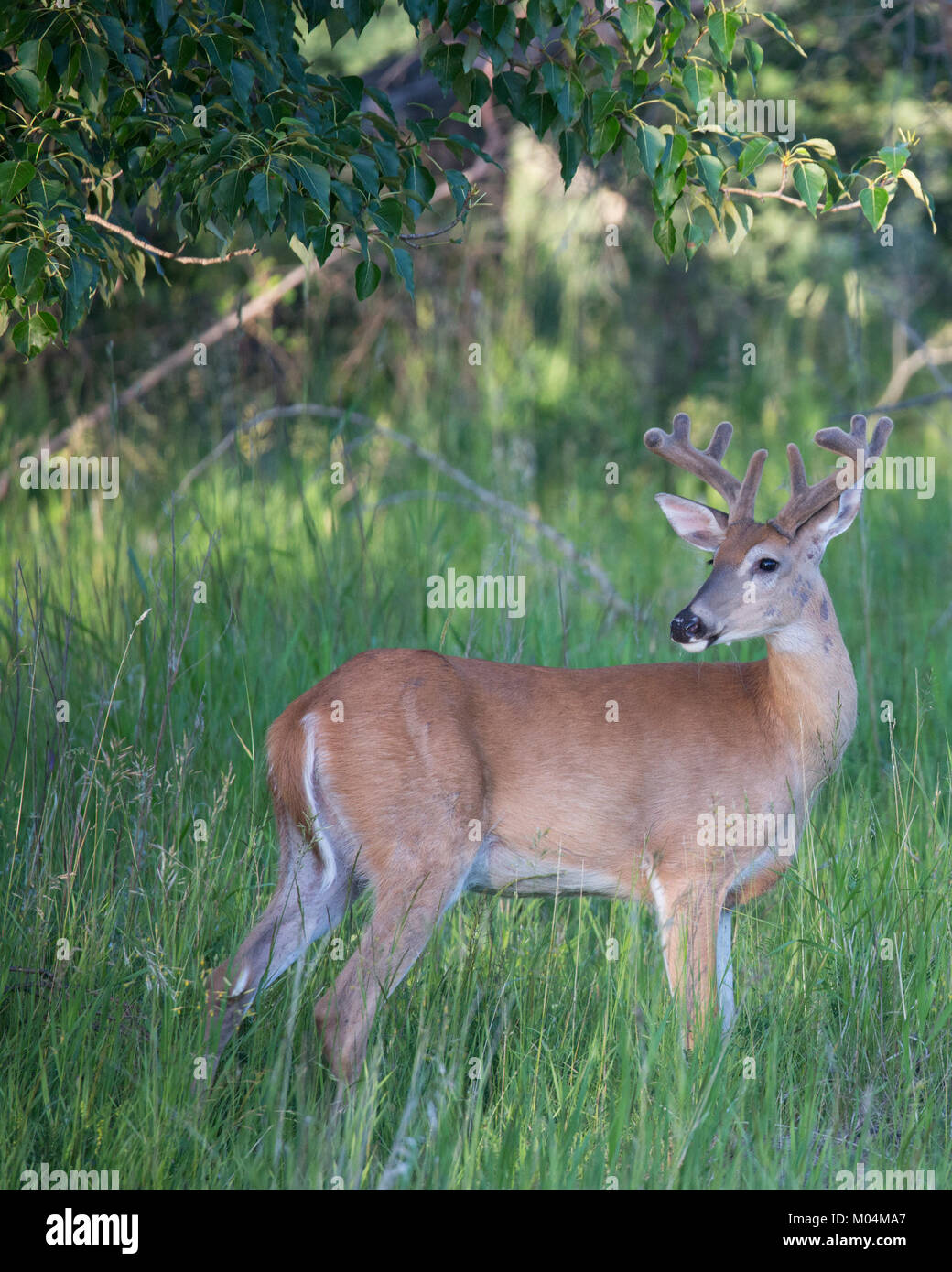 Capriolo coda bianca (Odocoileus virginianus) con palchi di velluto in una foresta ripariana Balsam Pioppo Foto Stock