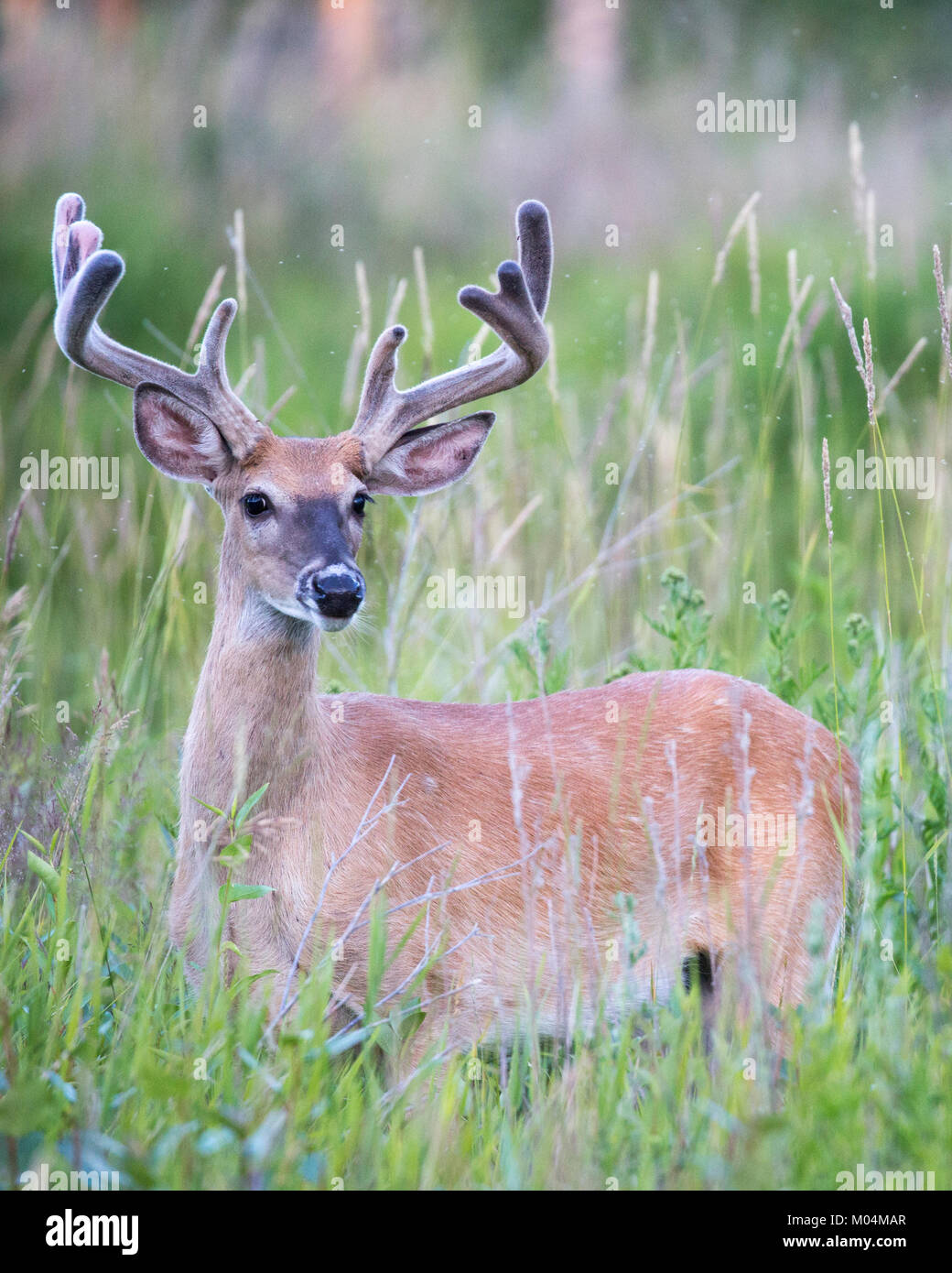White-tailed deer buck (Odocoileus virginianus) con corna di velluto in Prato Foto Stock